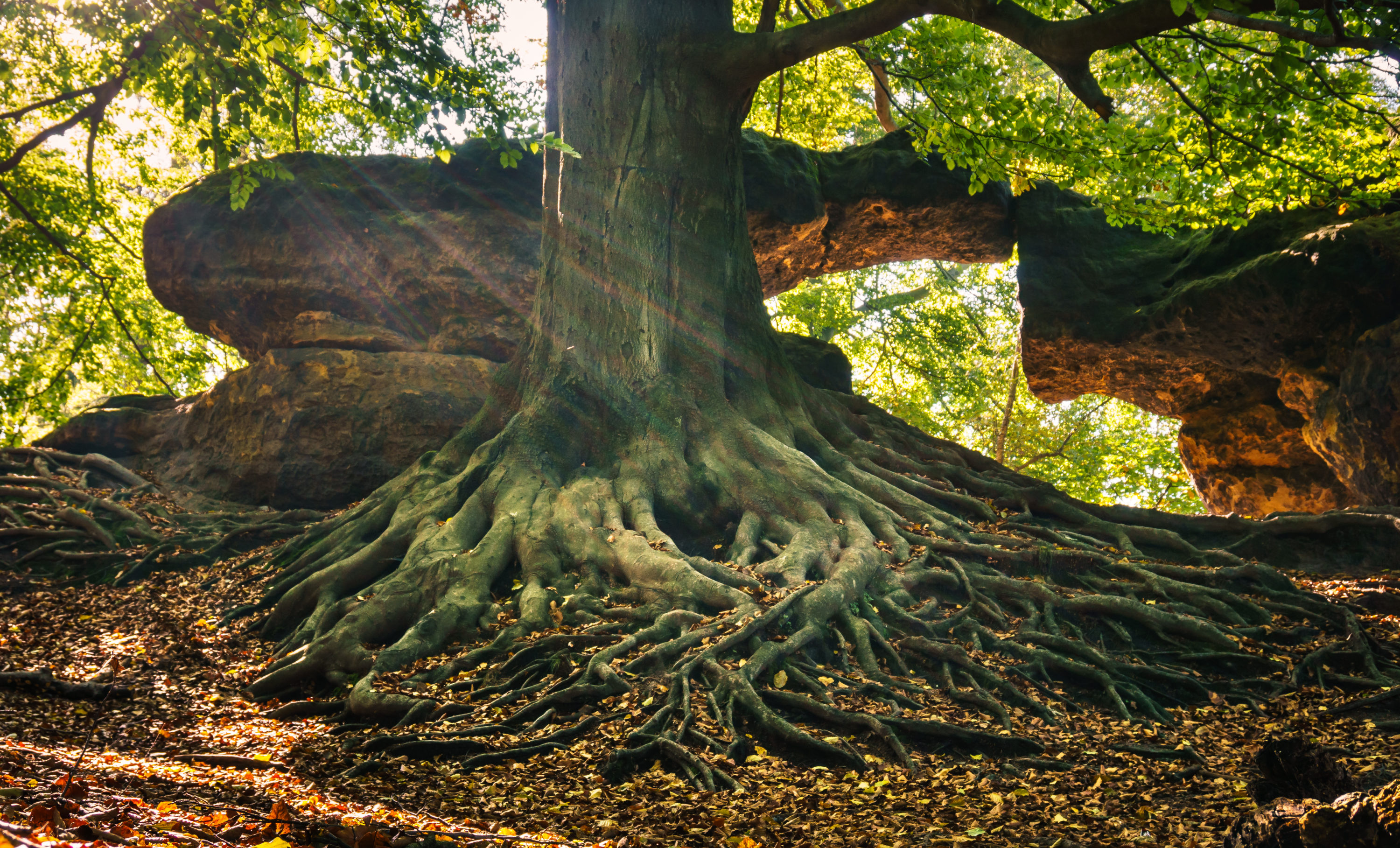 Ein großer Baum mit weitläufigen, freiliegenden Wurzeln ragt anmutig aus dem Waldboden in einem sonnenbeschienenen Waldgebiet. Im Hintergrund sind Felsformationen zu sehen und sanfte Sonnenstrahlen dringen durch das dichte grüne Laub und schaffen eine heitere und magische Atmosphäre.