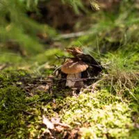 Ein einzelner brauner Pilz wächst zwischen grünem Moos und Gras auf dem Waldboden, umgeben von Zweigen, Blättern und Sonnenlicht, das durch die nahegelegenen Äste fällt.