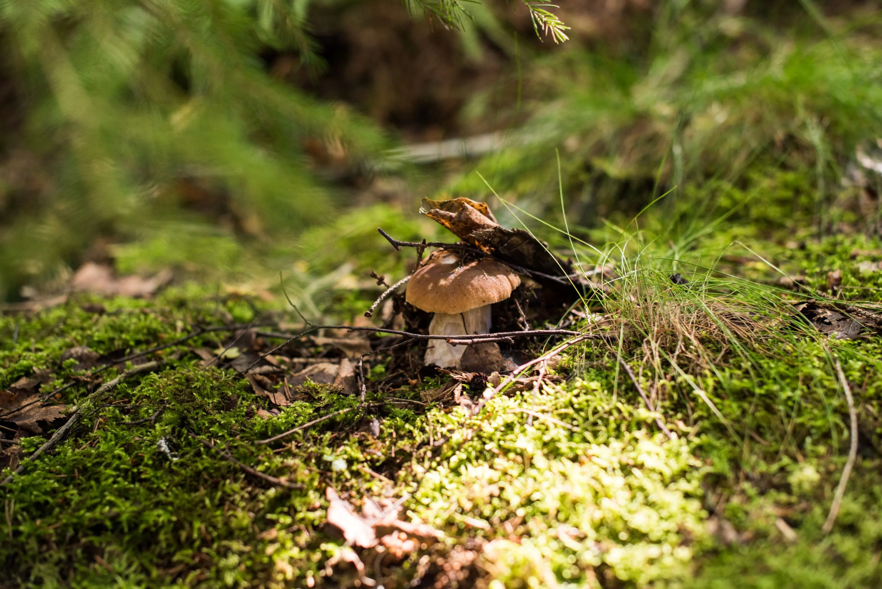 Ein einzelner brauner Pilz wĂ€chst zwischen grĂŒnem Moos und Gras auf dem Waldboden, umgeben von Zweigen, BlĂ€ttern und Sonnenlicht, das durch die nahegelegenen Ăste fĂ€llt.
