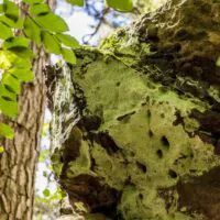 Nahaufnahme eines moosbewachsenen Felsens mit Löchern und rauer Oberfläche in einem sonnendurchfluteten Wald, umgeben von grünen Blättern und Baumstämmen.