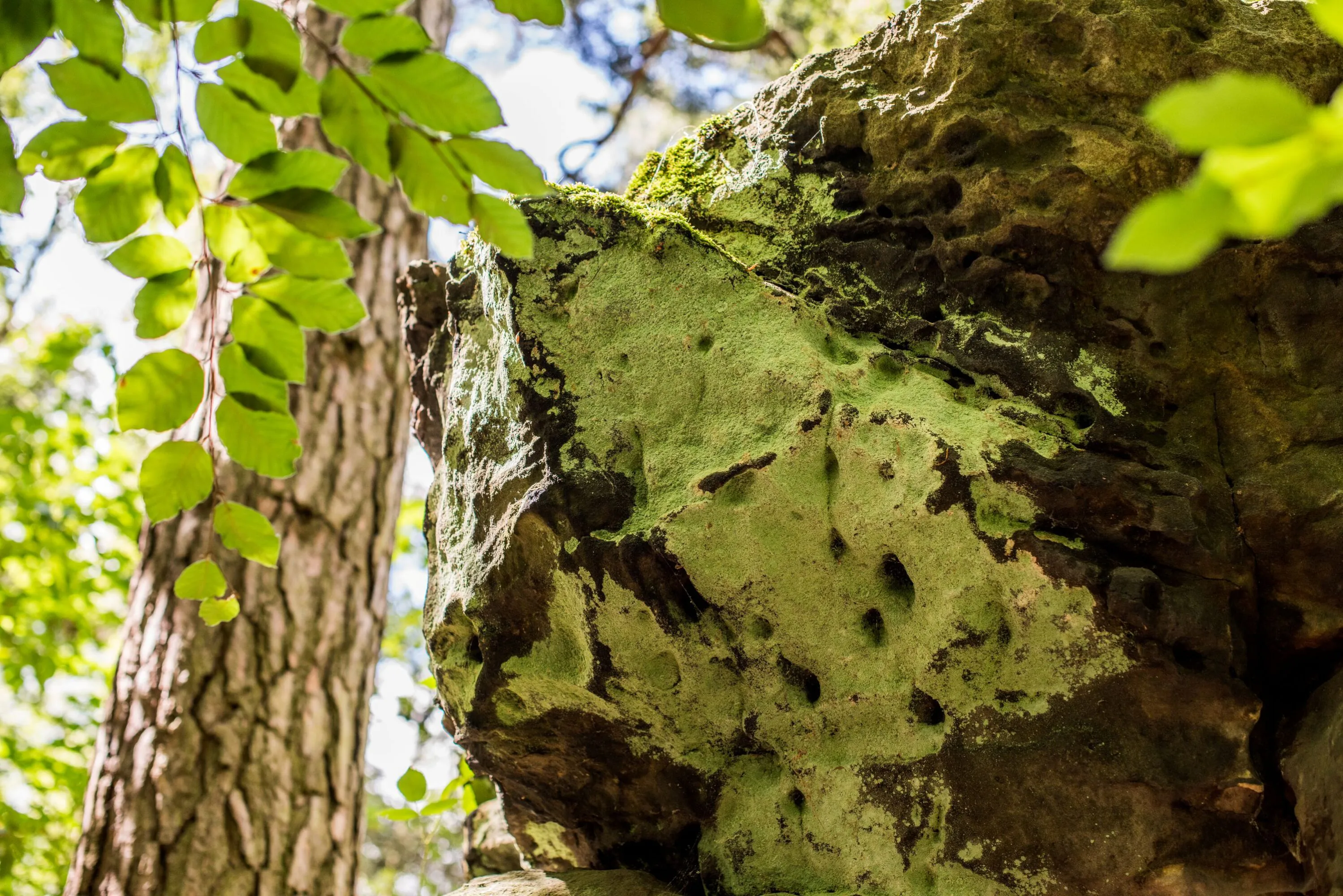 Nahaufnahme eines moosbewachsenen Felsens mit Löchern und rauer OberflĂ€che in einem sonnendurchfluteten Wald, umgeben von grĂŒnen BlĂ€ttern und BaumstĂ€mmen.