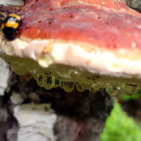 Nahaufnahme eines leuchtend orangefarbenen Baumpilzes, der auf einem Baumstamm wächst. Unter dem Hut hängen glitzernde Tropfen. Ein kleiner Käfer mit einem schwarz-gelben Muster sitzt nahe dem Rand des Pilzes. Der Hintergrund ist verschwommenes Grün.